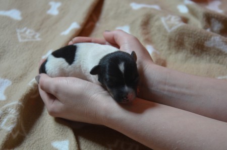 CONSTANTIN - ...und doppelt so knuddelig ;-)